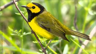 Hooded Warbler Song [upl. by Adlig]