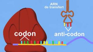 Synthèse des protéines Traduction [upl. by Wehttan]