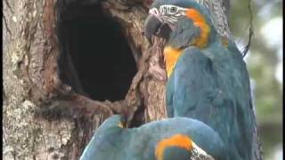 Bluethroated Macaws nesting in the wild [upl. by Madi]