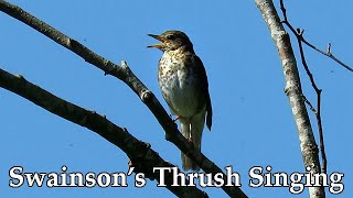 Swainsons Thrush Singing [upl. by Egwan23]