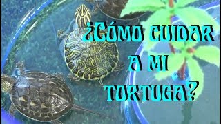 TORTUGAS Cuidados de una tortuga acuática [upl. by Glassman]