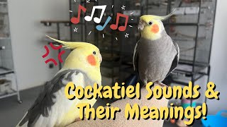 Cockatiel Sounds and Their Meanings  TheParrotTeacher [upl. by Dahraf]