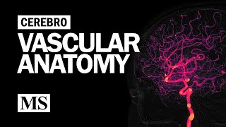 Cerebral Vascular Anatomy And Imaging [upl. by Bodkin]