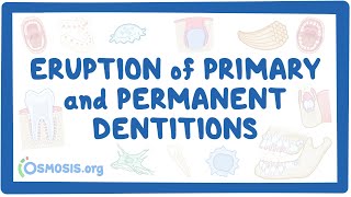 Eruption of primary and permanent dentitions [upl. by Delcina455]