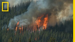 Wildfires 101  National Geographic [upl. by Nawed]