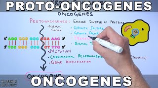 ProtoOncogenes and Oncogenes [upl. by Seira]