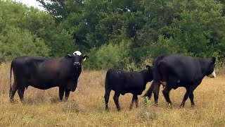 North Texas Cattle Rancher Thrives By Going Native [upl. by Ayim]