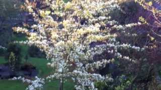 Amelanchier canadensis [upl. by Burnie]