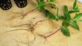 BEST Method to Propagate Plants  Growing Plants from Cuttings [upl. by Rolanda]