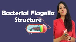 Bacterial Flagella Structure  Microbiology [upl. by Shirlie]