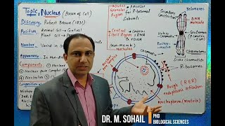 Nucleus Structure and Functions [upl. by Oratnek]