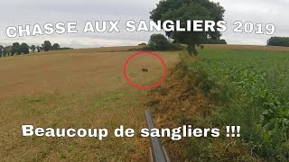 Chasse aux sangliers 2019  Beaucoup de sangliers [upl. by Dnaltruoc492]