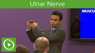 Muscles of the Ulnar Nerve – MRCS  Lecturio [upl. by Airemaj]