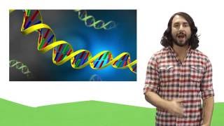 Nucleic Acids DNA and RNA [upl. by Anilet]