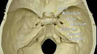 Cranial Foramina  Mnemonic Phrase [upl. by Finnegan258]