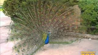 Peafowl at Brookfield Zoo [upl. by Thorsten]