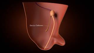 Development of inguinal Canal [upl. by Chaddie]