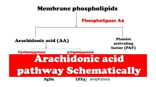 Arachidonic acid pathway [upl. by Landsman]