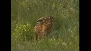 Steckbrief Natur Teil 10 Hasen Kaninchen [upl. by Nauwaj]