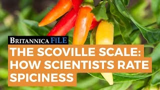 BRITANNICA FILE The Scoville Scale—How science rates spicy  Encyclopaedia Britannica [upl. by Noizneb]