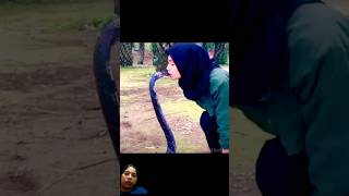 King Cobra vs lnland Taipan साँप की लड़ाई … [upl. by Hannad]