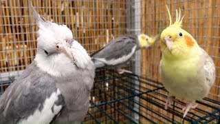 Cockatiels in the Aviary whistling and Singing  Cockatiel Sounds [upl. by Einial]