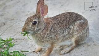 Interesting facts about cottontail rabbit by weird square [upl. by Oicneserc]