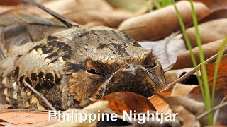 Nesting Philippine Nightjar Coolpix P1000 in 4K [upl. by Aber]