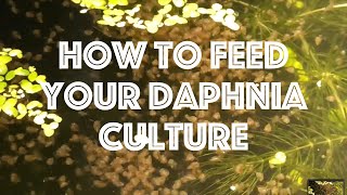 How To Feed Your Daphnia Culture [upl. by Garap426]