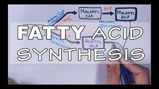 Fatty Acid Biosynthesis  Part II [upl. by Adnulahs]