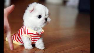 SuperCute Teacup Maltese  DOG LOVERS [upl. by Amisoc390]