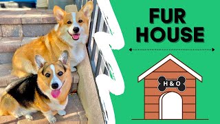 Fur House with Corgis  Hammy amp Olivia [upl. by Faubert692]