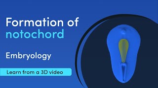 Notochord Formation  Best 3D Medical learning App  MediMagic [upl. by Akelam]