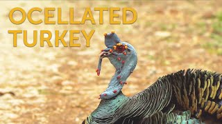 Ocellated Turkey [upl. by Yellah805]