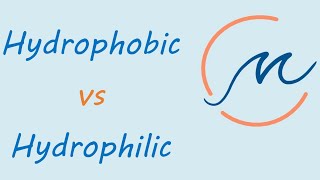 Hydrophobic vs hydrophilic molecules [upl. by Sussman]