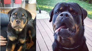 ROTTWEILER  BARKING and HOWLING PUPPY vs GROWN UP [upl. by Lulu]