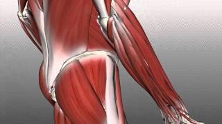 Forearm Muscles Part 2  Posterior Extensor Compartment  Anatomy Tutorial [upl. by Nylarac]