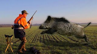 TOP 5 Charge Dun Sanglier 2021  Wild Boar Attacks [upl. by Annoyi]