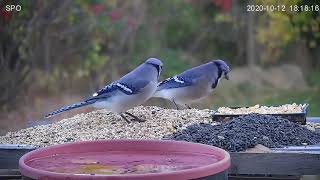 Blue Jay Calling  Food Call [upl. by Annabell]