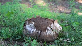 Giant Puffball Mushroom Exploding [upl. by Melak]