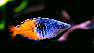 Boesemani Rainbowfish  Amazing Freshwater Aquarium Fish [upl. by Oretna858]