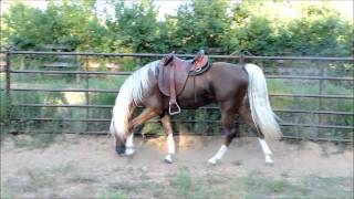 Golden Bronze Palomino Tennessee Walking Horse Stallion [upl. by Borman642]