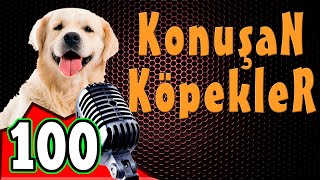 Komik Köpek Videoları  Konuşan Köpekler ve Kediler 100 [upl. by Meador]