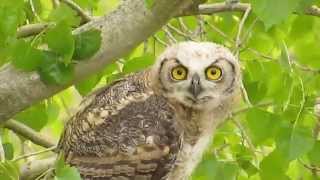 Baby Great Horned Owl headbobbing [upl. by Oirretna600]