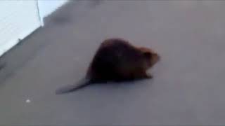 Slavic Beaver Meme Compilation [upl. by Ahsaele]