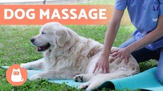 Relaxing MASSAGE for DOGS 🐶 Benefits amp What to Do [upl. by Ivan417]