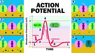 THE ACTION POTENTIAL [upl. by Acsicnarf437]