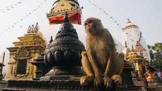 The Town Where Monkeys Are Treated Like Gods  Primates  BBC Earth [upl. by Nahc]