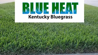 GCI Turf Blue Heat Kentucky Bluegrass Seed [upl. by Adne355]