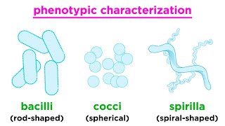 Taxonomy of Bacteria Identification and Classification [upl. by Madriene]